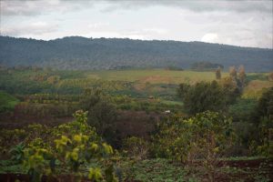 Tanzania Ngorongoro Finagro Plantations Gaia Estate
