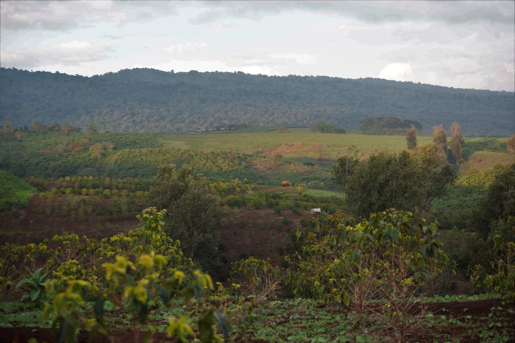 Tanzania Ngorongoro Finagro Plantations Gaia Estate